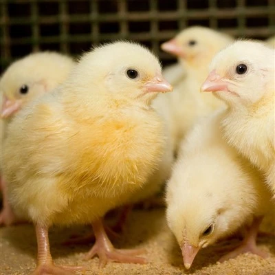 Broiler Starter Feed